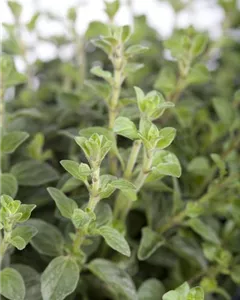 Oregano