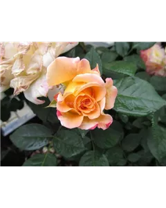 Edelrose 'Aquarell