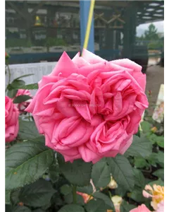 Edelrose 'Romina'