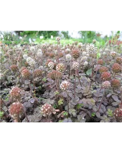 Stachelnüsschen 'Kupferteppich'