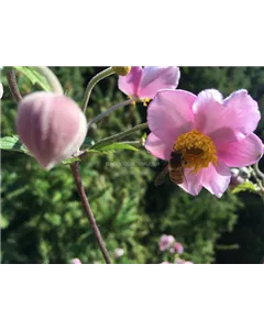 Herbst-Anemone 'September Charm'