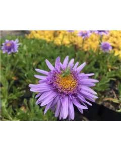 Niedrige Aster 'Sabine'