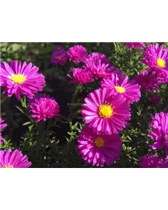 Glattblatt-Aster 'Karminkuppel'