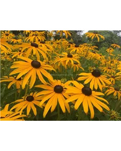 Leuchtender Sonnenhut 'Goldsturm'