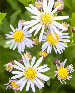 Myrten-Aster 'Schneetanne'