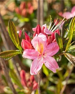 Rhododendron 'Juniduft'