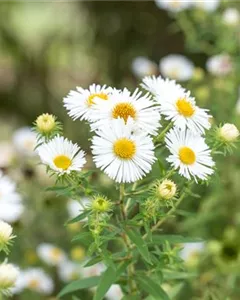 Raublatt-Aster 'Herbstschnee'