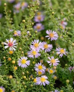 Myrten-Aster 'Lovely'