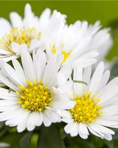 Garten-Teppich-Aster 'Snow Flurry'