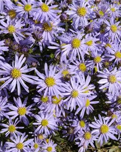 Sommer-Aster 'Glücksfund'