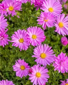 Kissen-Aster 'Herbstgruß vom Bresserhof'