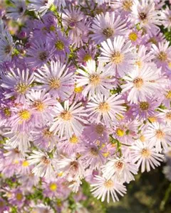 Myrten-Aster 'Pink Star'