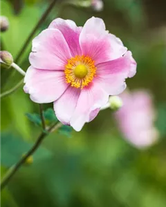 Herbst-Anemone 'Rosenschale'