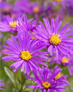 Sommer-Aster 'Veilchenkönigin'