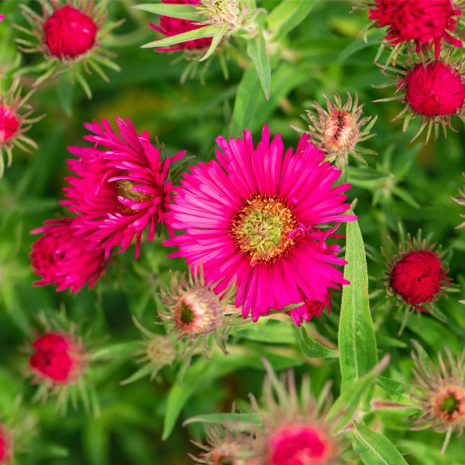 Aster novaeangliae 'Alma Pötschke', RaublattAster 'Alma Pötschke