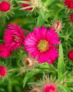 Raublatt-Aster 'Alma Pötschke'