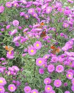 Raublatt-Aster 'Purple Dome'