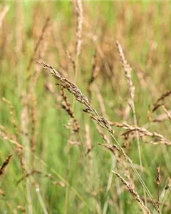 Kleines Garten-Pfeifengras 'Dauerstrahl'