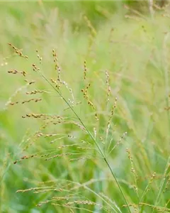 Garten-Ruten-Hirse 'Dallas Blues'