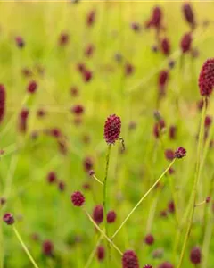 Großer Wiesenknopf 'Tanna'