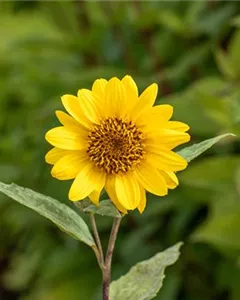 Stauden-Sonnenblume 'Capenoch Star'