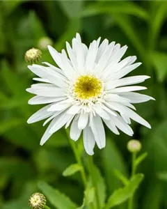 Großblumige Margerite 'Wirral Supreme'