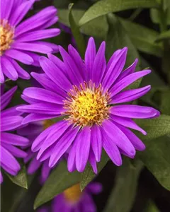 Raublatt-Aster 'Violetta'