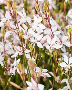 Prachtkerze 'Whirling Butterflies'