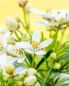 Orangenblume 'White Dazzler'