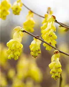 Chinesische Scheinhasel 'Spring Purple'