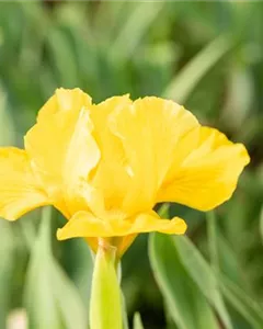 Zwergige Schwertlilie 'Orange Caper'