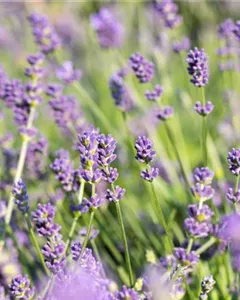 Lavendel 'Grosso'