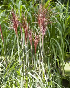 Garten-Chinaschilf 'Pünktchen'