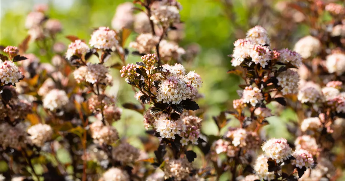 Physocarpus opulifolius ,Little Devil', Blasenspiere 'Little Devil
