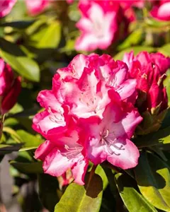 Rhododendron 'Eruption'
