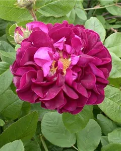 Apfelrose 'Hansa'