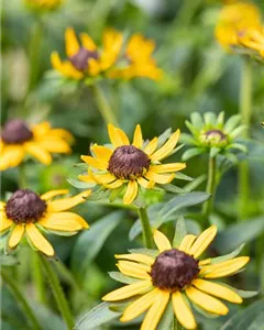 Sonnenhut 'Little Goldstar'