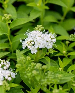 Sommerspiere 'Albiflora'