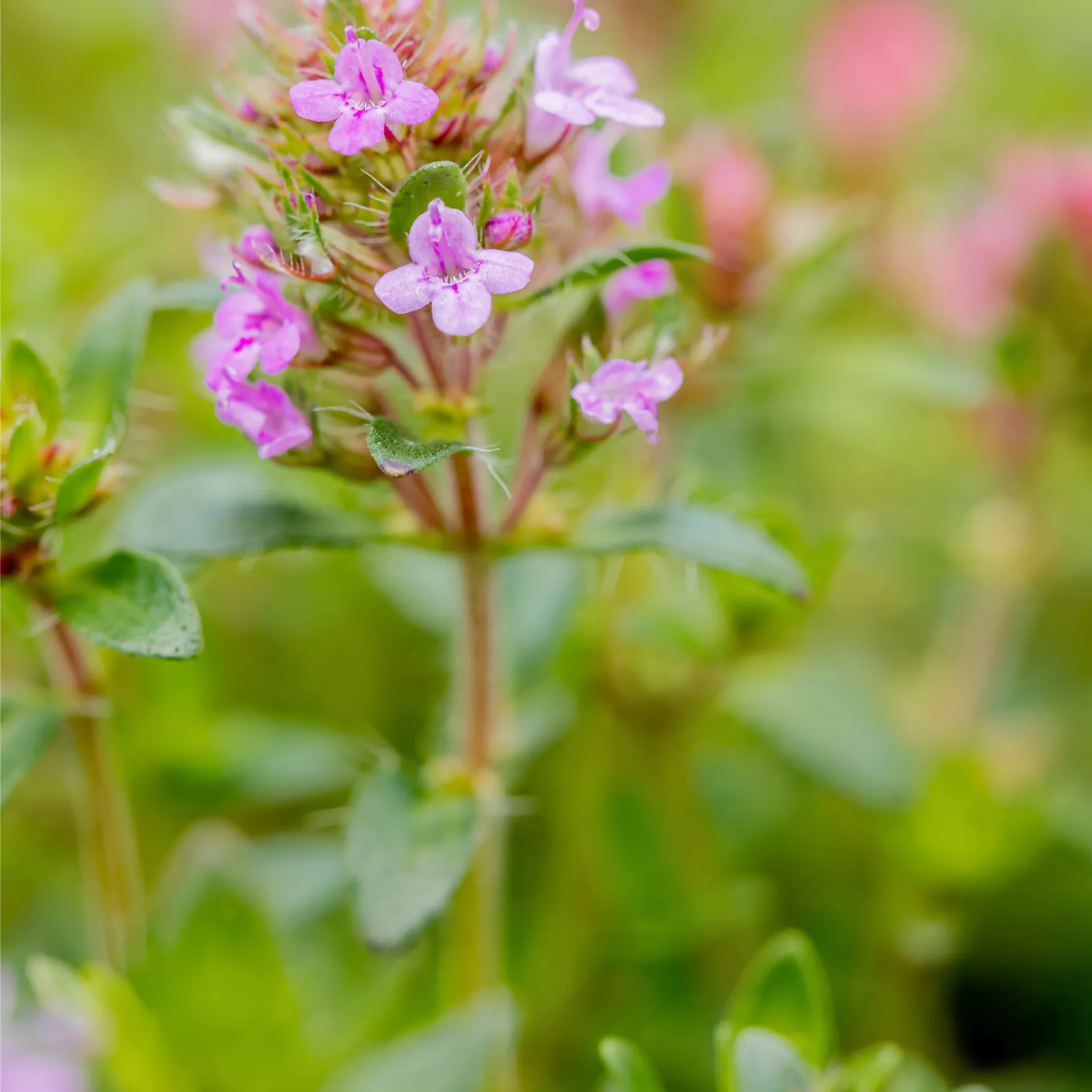 Thymus serpyllum 'Coccineus', SandThymian 'Coccineus' Gaertnerei Boock