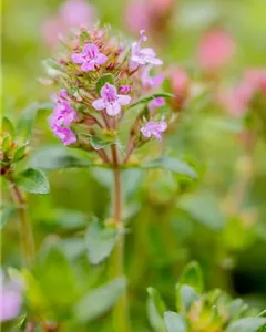 Sand-Thymian 'Coccineus'