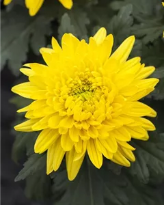 Herbst- Chrysantheme 'Bienchen'