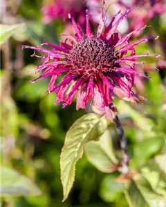 Garten-Indianernessel 'Donnerwolke'