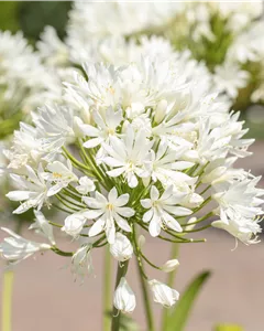 Garten-Schmucklilie 'Bridal Bouquet'