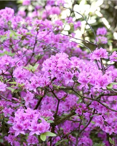 Vorfrühlingsrhododendron 'Praecox'