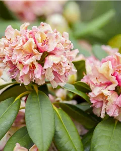 Rhododendron-Hybride 'Brasilia'