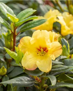 Rhododendron 'Golden Everest'®(s)