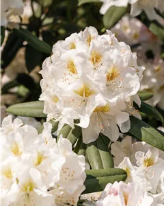 Rhododendron 'INKARHO® Weiße Dufthecke'