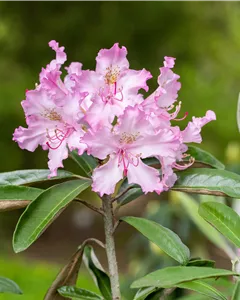 Rhododendron 'Millenium'