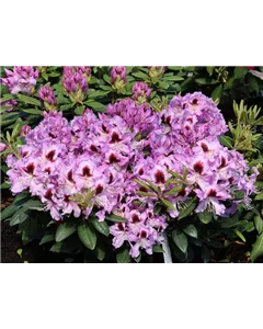 Rhododendron 'Alexis'