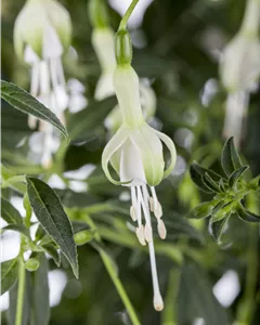 Fuchsie 'Hawkshead'